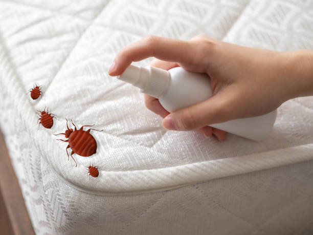 Best Insect Control  in East Port Orchard, WA